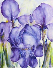 Irises