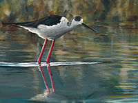 Bird Paintings